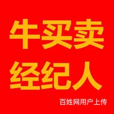 专业买卖各种牛 东辽卖牛哪家好 就找韩姐 - 图片 1